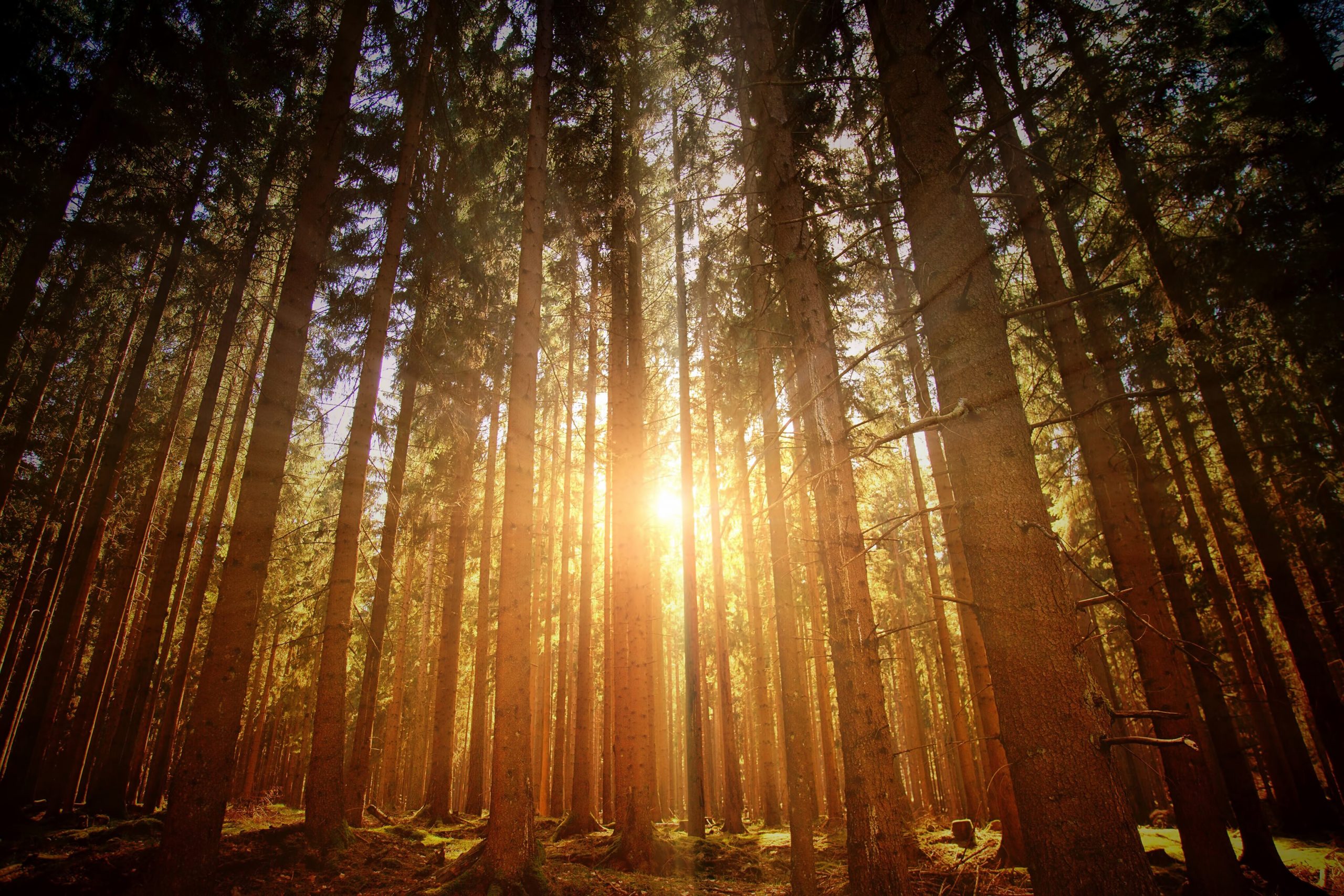 Sunrise through a forest of trees.